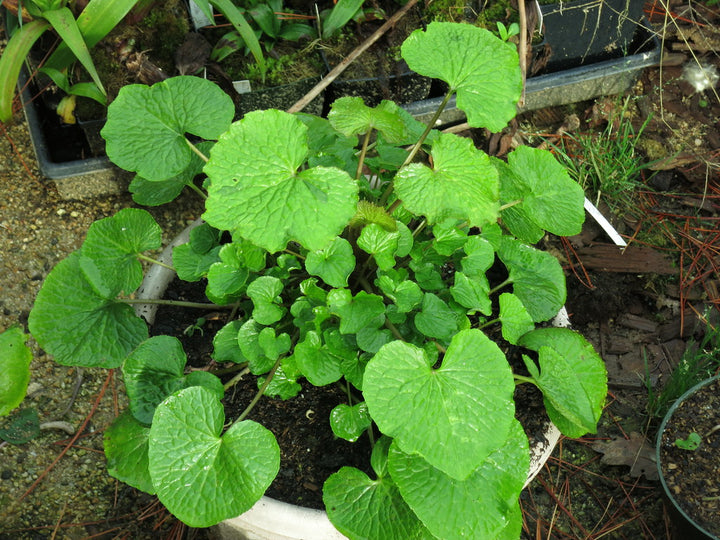 Daruma Wasabi Seeds – Heirloom, Non GMO, High Germination Organic Garden Herbs