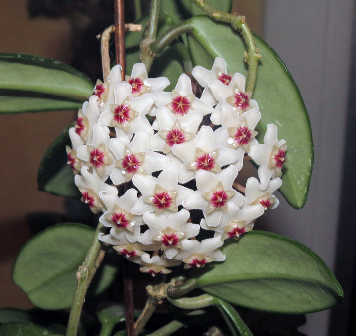 White Hoya Carnosa Flower Seeds — Heirloom Non-GMO High Germination Seeds
