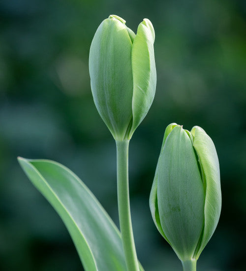 Green Tulip Flower Seeds – Heirloom, Non-GMO, High Germination Seeds