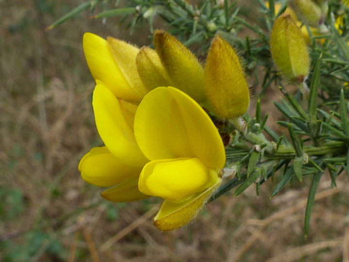 Gorse Ulex Flower Seeds Yellow – Heirloom Non-GMO Organic Garden Seeds