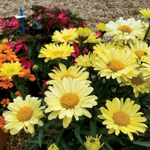 yellow real flower seeds