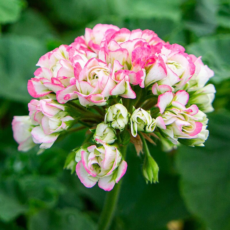 Light Pink Apple Geranium Flower Seeds – Heirloom, Non-GMO, High Germination Seeds