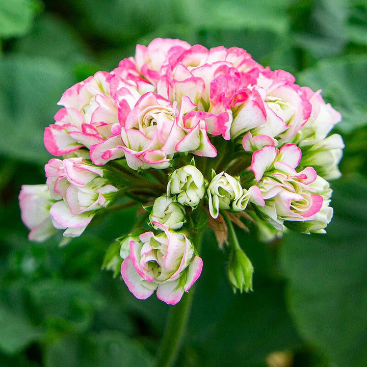 Light Pink Apple Geranium Flower Seeds – Heirloom, Non-GMO, High Germination Seeds