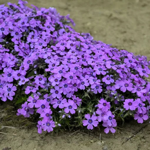 lavender purple flower seeds