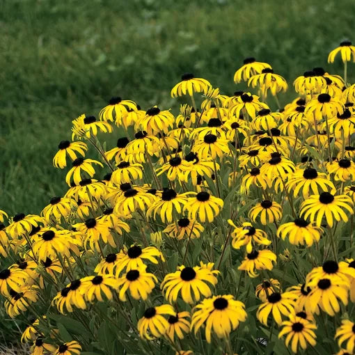 golden black flower seeds