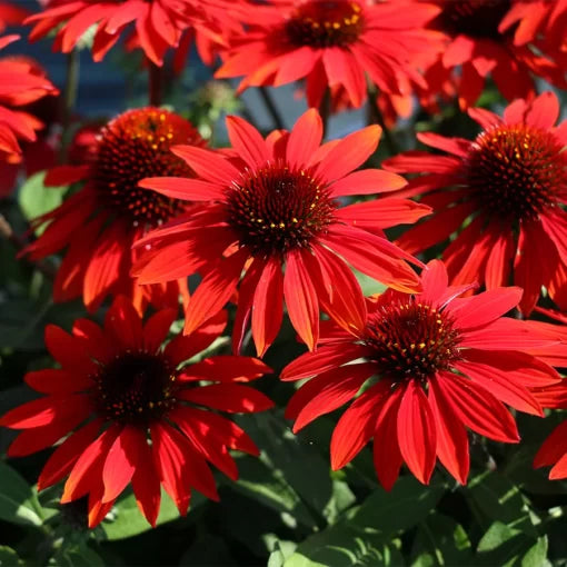 red red flower seeds