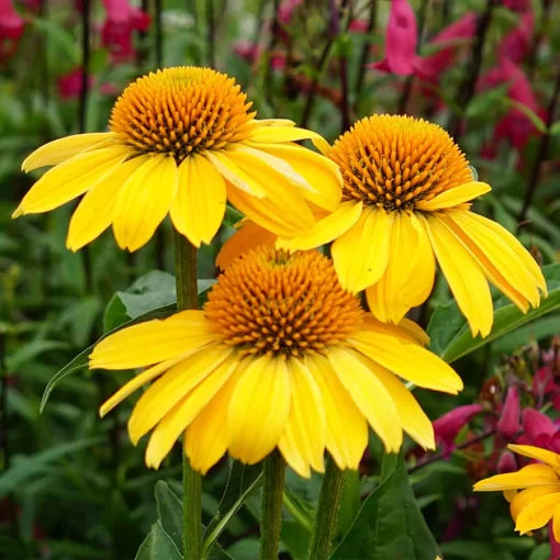 yellow yellow flower seeds