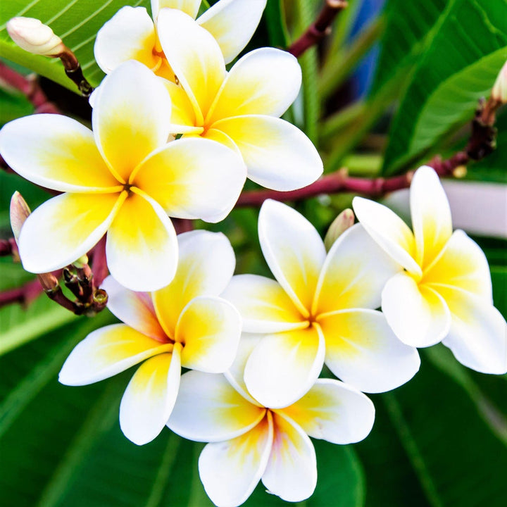 White Plumeria Flower Seeds for Planting – Heirloom, Non-GMO, High Germination