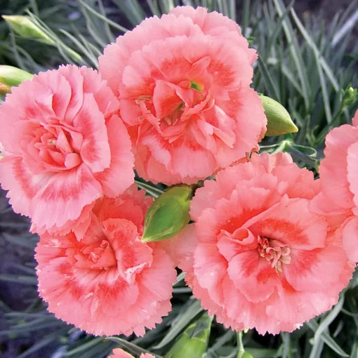 tall romance flower seeds