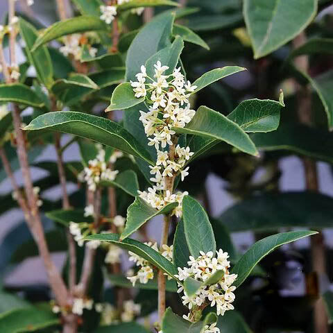 White Osmanthus Flower Seeds for Planting – Heirloom, Non-GMO, High Germination