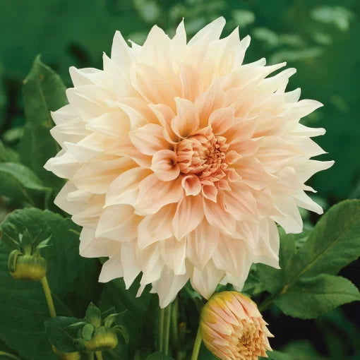 cream peach flower seeds
