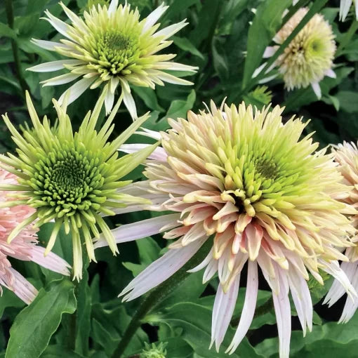 cream pink flower seeds