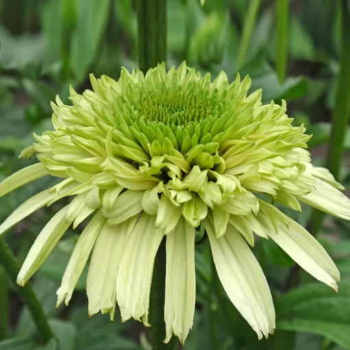 green honeydew flower seeds