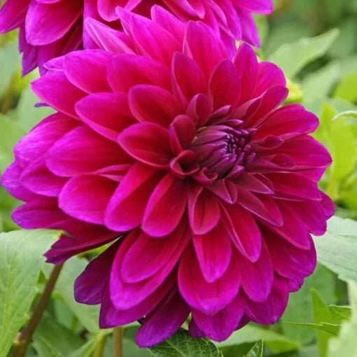 le baron flower seeds