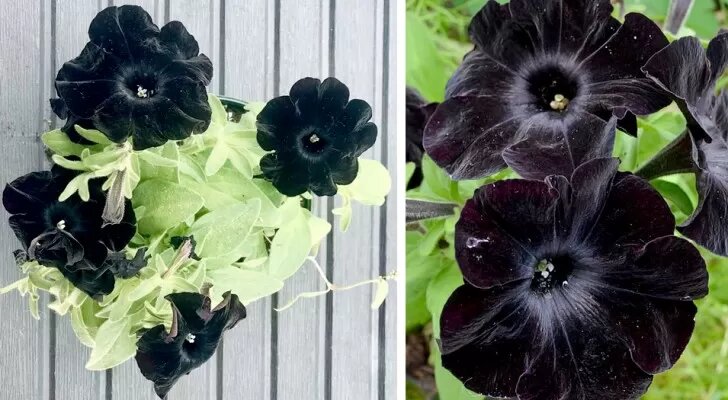 Calibrachoa Flower Seeds Black – Heirloom, Non-GMO, High Germination Organic Garden Seeds
