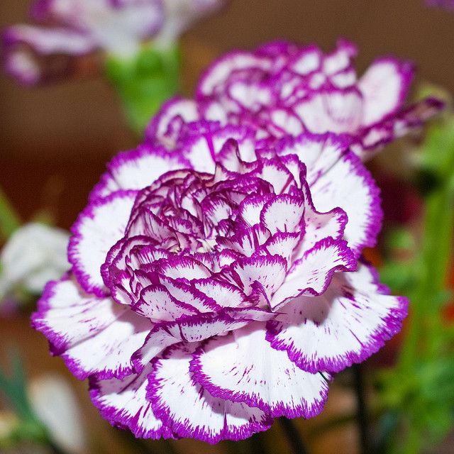 White Purple Carnation Flower Seeds for Planting – Heirloom Non-GMO High Germination Seeds Seeds for Planting Organic Garden Seeds