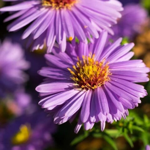 Purple Chamomile Flower Seeds – Heirloom, Non-GMO, High Germination Seeds