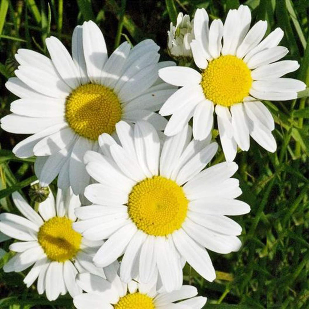 Giant Chrysanthemum Flower Seeds Mixed — Heirloom Non-GMO High Germination Seeds