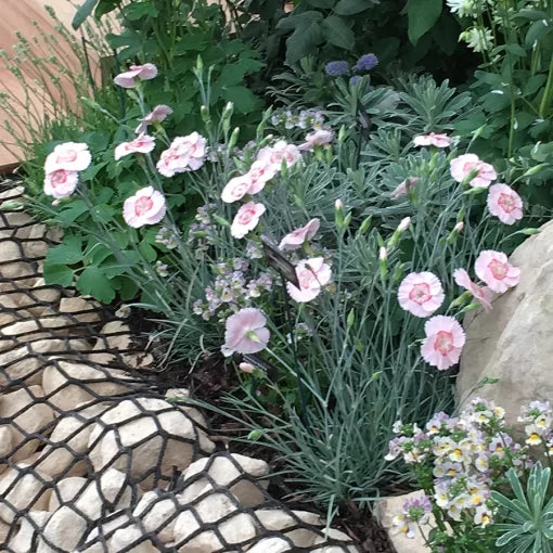 peach peach flower seeds