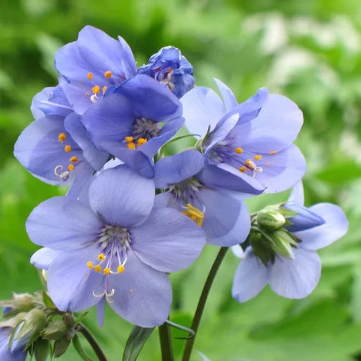 brise d flower seeds