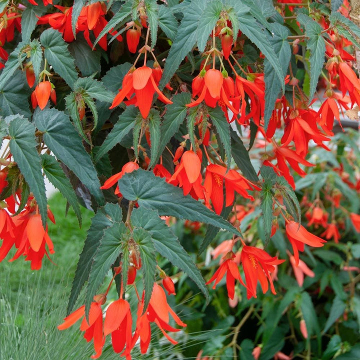 Red Boliviensis Flower Seeds Heirloom Non-GMO High Germination Organic Garden Seeds for Planting