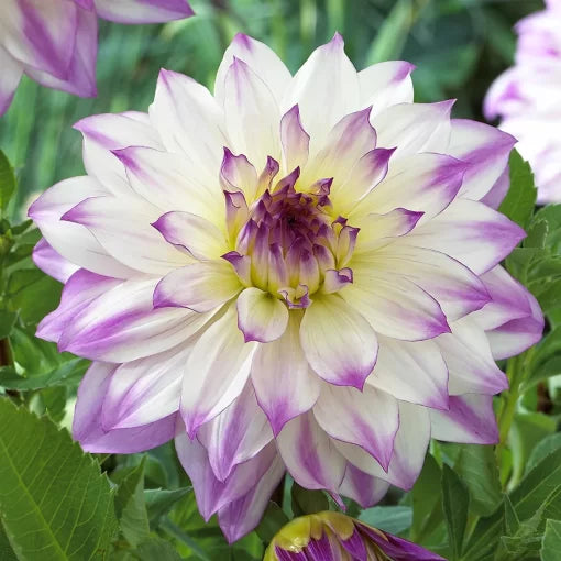 pink ferncliff flower seeds