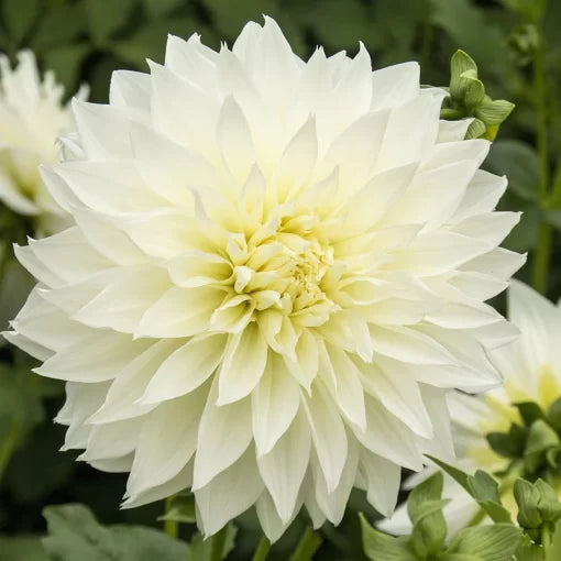 white fleurel flower seeds