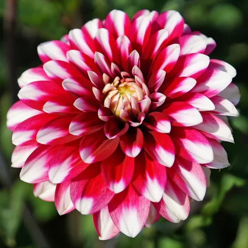 yin yang flower seeds