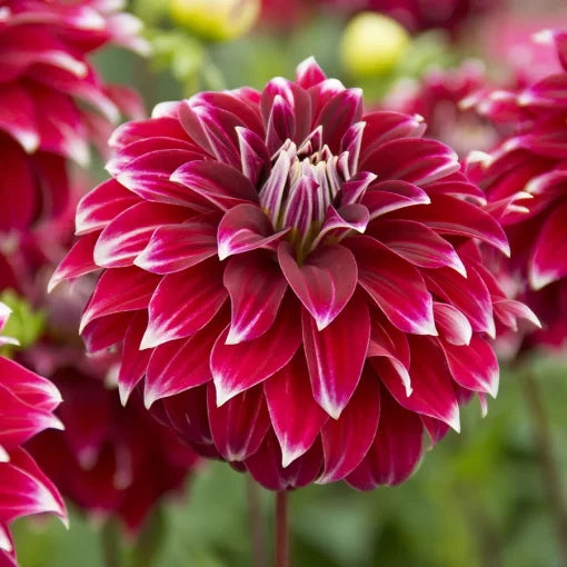 red red flower seeds