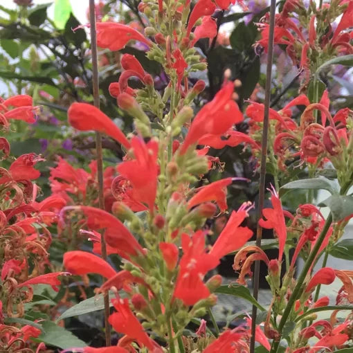 red red flower seeds