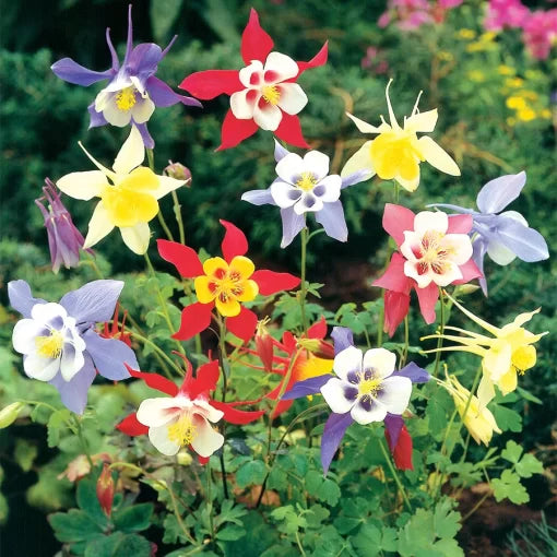 green limelight flower seeds