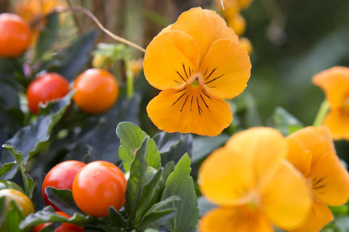 Orange Viola Flower Seeds – Heirloom, Non-GMO, High Germination Seeds