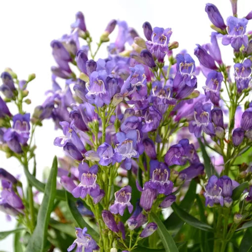 blue blue flower seeds