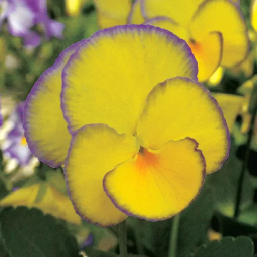 yellow pink flower seeds