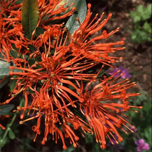 Orange Embothrium Flower Seeds – Heirloom, Non-GMO, High Germination Seeds