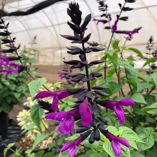 purple smokey flower seeds