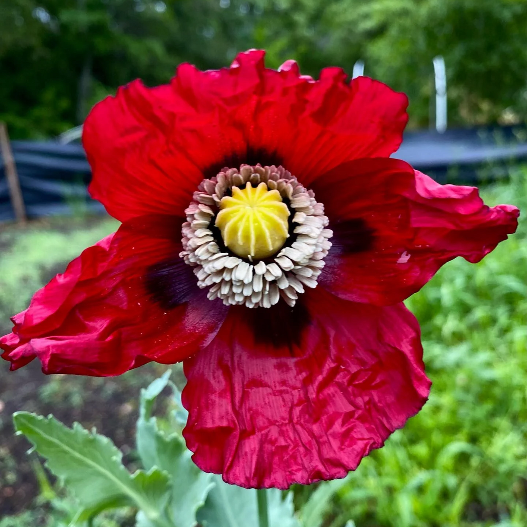 premium harvest flower seeds