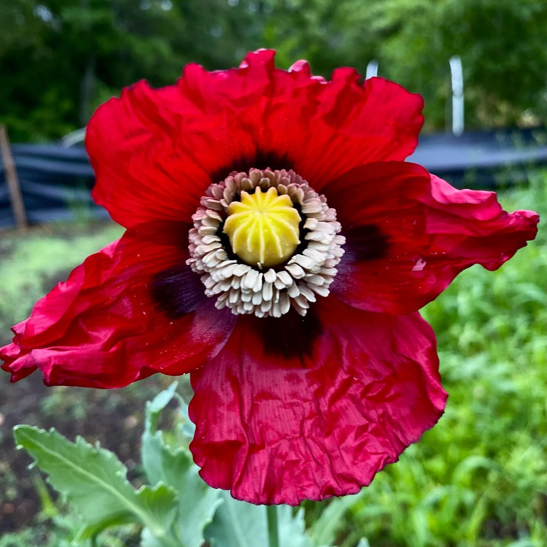 harvest turkish flower seeds