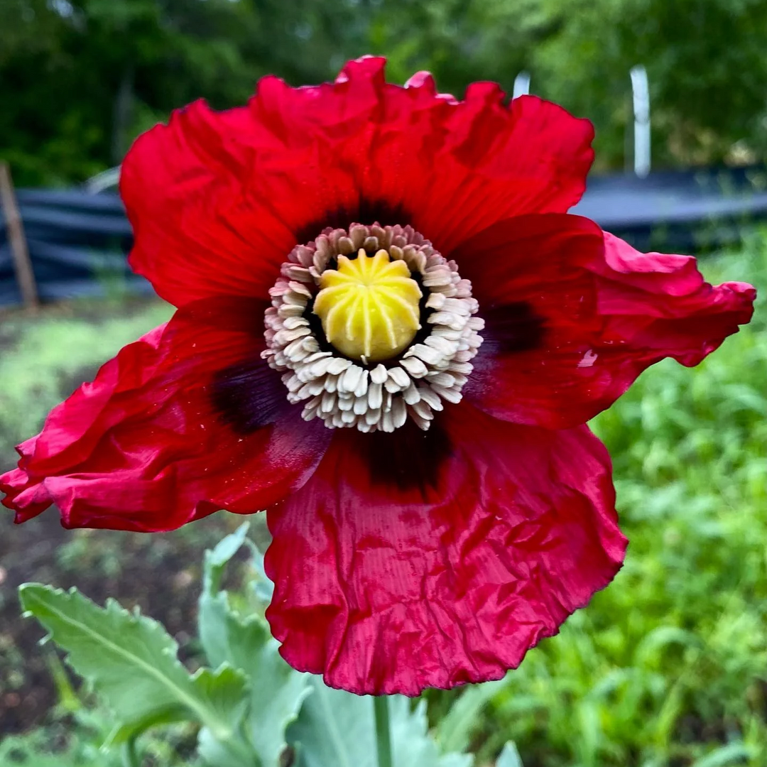 danish flag flower seeds