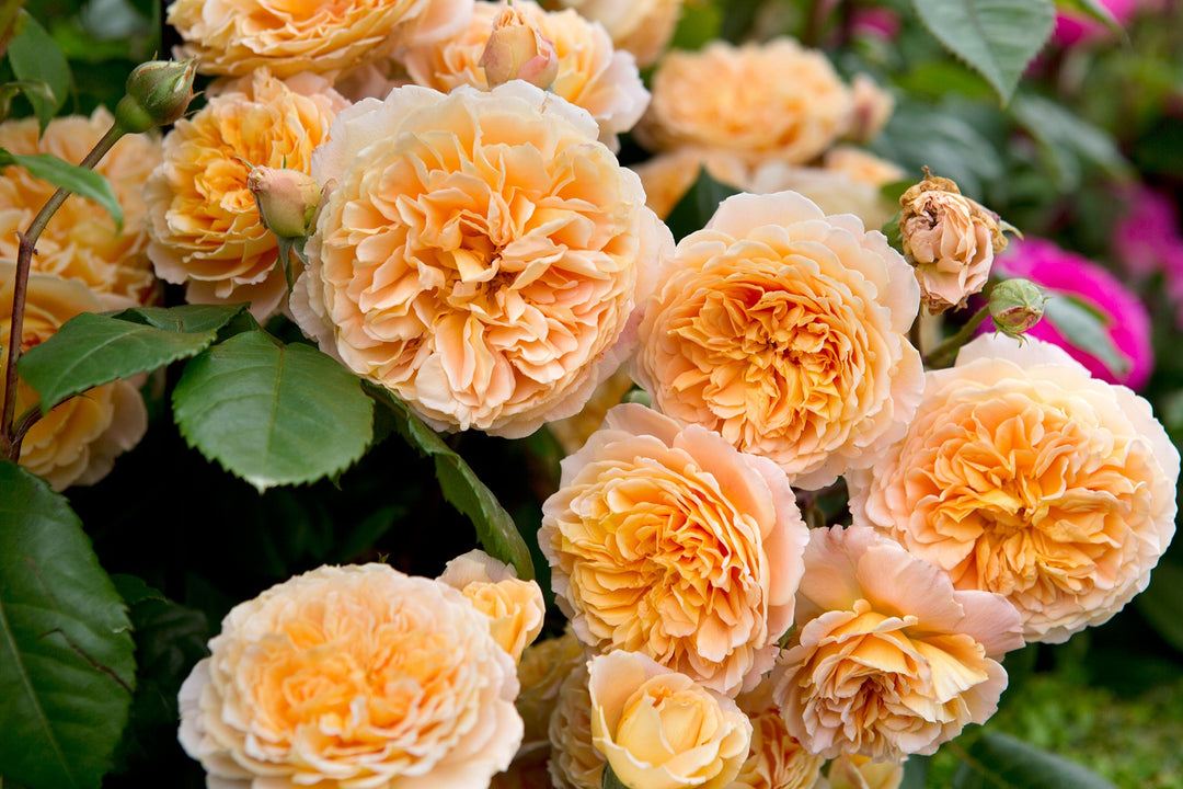 Peach Climbing Rose Flower Seeds – Heirloom, Non-GMO, High Germination Seeds