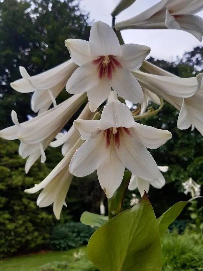 Cardiocrinum Flower Seeds White – Heirloom, Non-GMO, High Germination Organic Garden Seeds