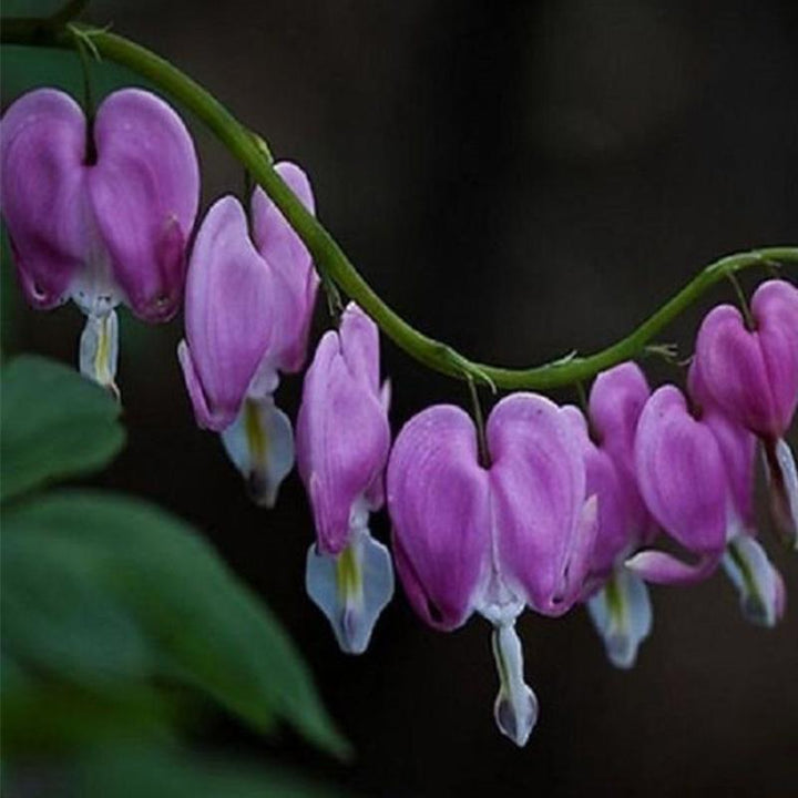 Purple Dicentra Spectabilis Flower Seeds – Heirloom, Non-GMO, High Germination