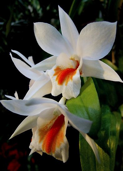 White Orange Orchid Flower Seeds – Heirloom, Non-GMO, High Germination Seeds