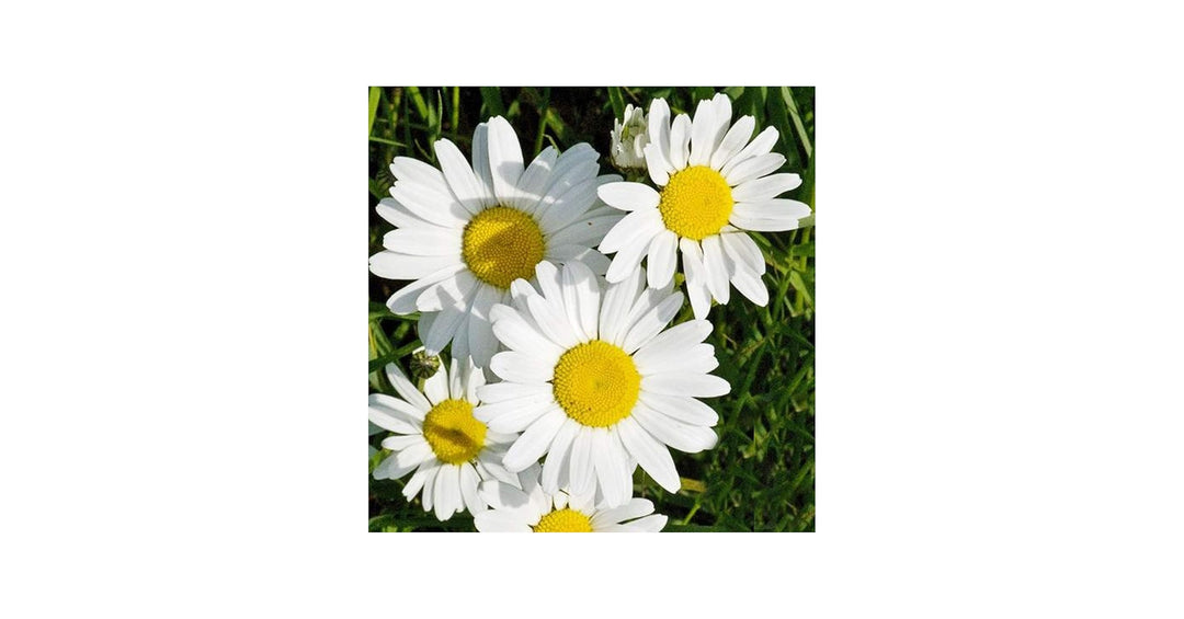 Giant Chrysanthemum Flower Seeds Mixed — Heirloom Non-GMO High Germination Seeds