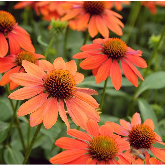 Orange Coneflower Seeds – Heirloom, Non-GMO, High Germination Seeds