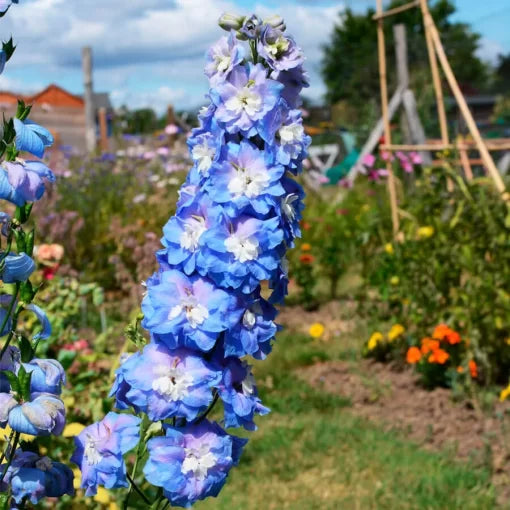 blue blue flower seeds