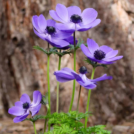 violet blue flower seeds