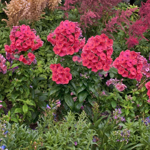 coral phlox flower seeds