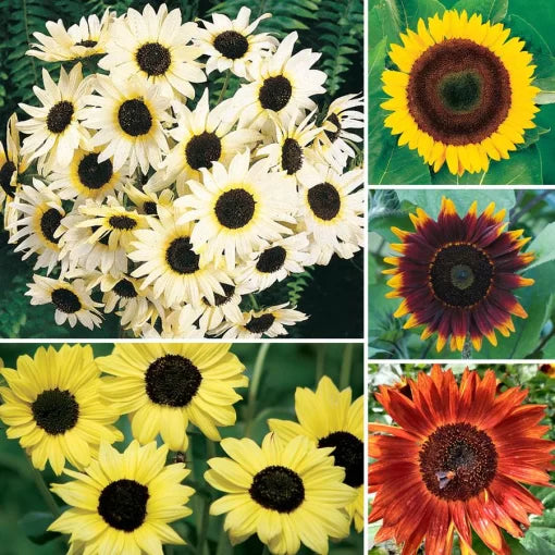 ultimate sunflower flower seeds
