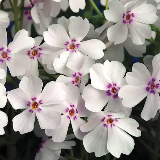 white pink flower seeds